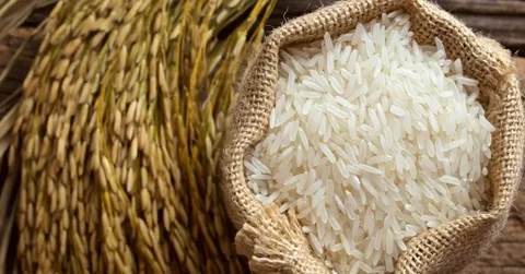 تصویر 3 از قیمت برنج هاشمی استخوانی گیلان با فروش عمده